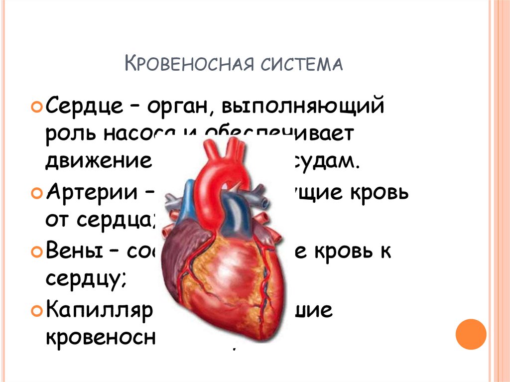 В состав какой системы входит сердце. Кровеносная система сердца. Кровеносная система человека сердце.