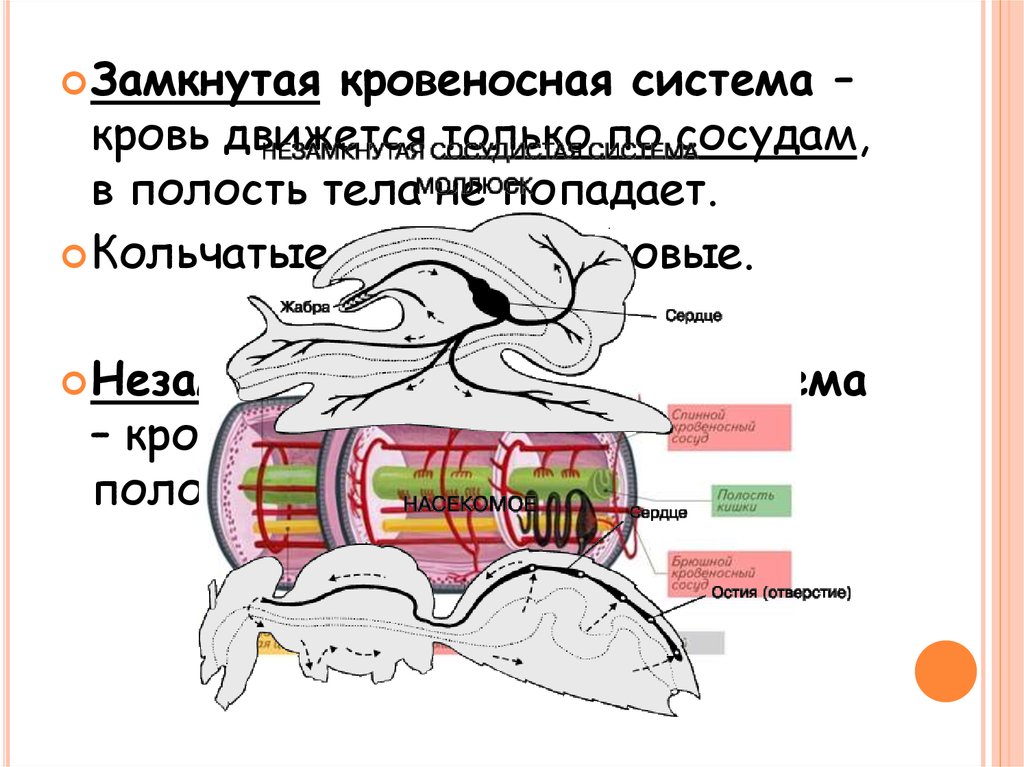 Рассмотри рисунок укажи к какой системе органов относятся органы обозначенные каждой из цифр червь