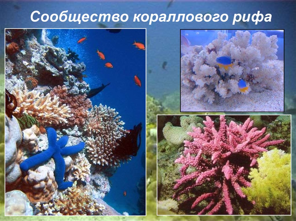 Жизнь в морях и океанах 5 класс. Сообщество кораллового рифа. Коралловое сообщество обитатели. Жизнь организмов в морях и океанах. Организмы кораллового рифа.