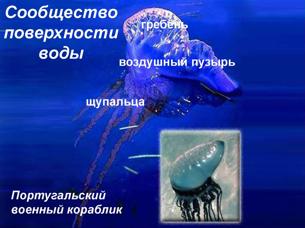 Жизнь в морях и океанах 5 класс. Сообщество толщи воды. Сообщество поверхности воды. Обитатели поверхности воды. Жизнь организмов в морях и океанах.