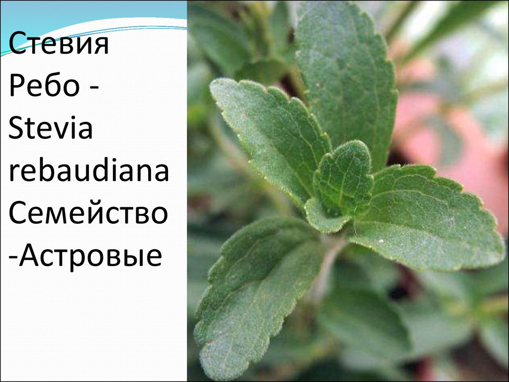 Стивия. Stevia rebaudiana Bertoni. Стевия растение. Стевия Живая. Стевия Сахарок растение.