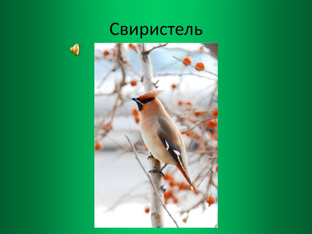 Консумент свиристель. Ареал свиристелей. Свиристель. Свиристель с подписью. Птица свиристель с подписью.