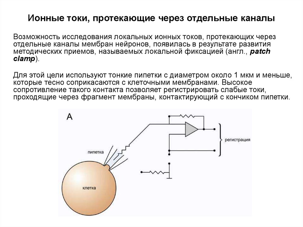 Исследование токами. Ионные токи физиология. Ионный ток через мембрану аксона. Ионный ток. Ионные токи в аксоне.