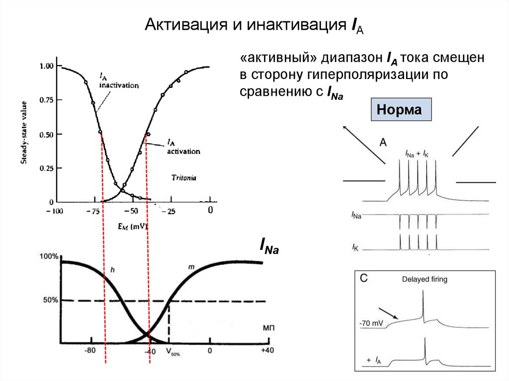 Генерация пд. Генерация потенциала действия в нейроне. Инактивация Гена супрессора схема. Генерация Пд в нейроне. Активации и инактивации.