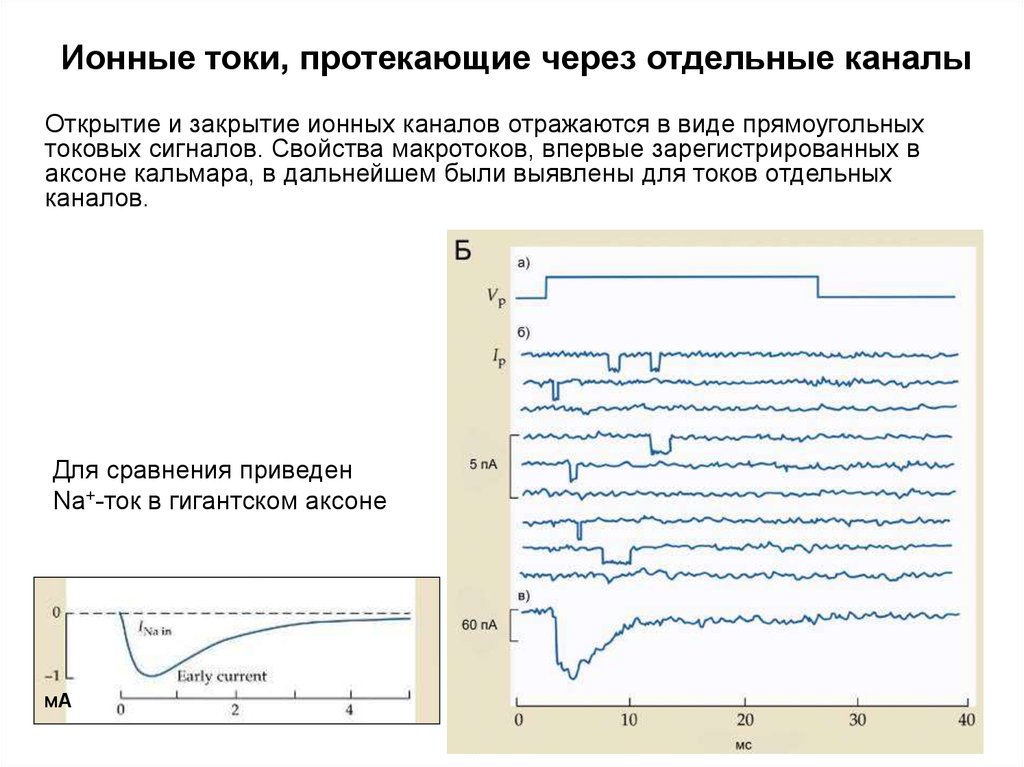 Генерация пд. Ионные токи потенциала действия. Ионные токи в период потенциала действия. График Пд ионные токи.