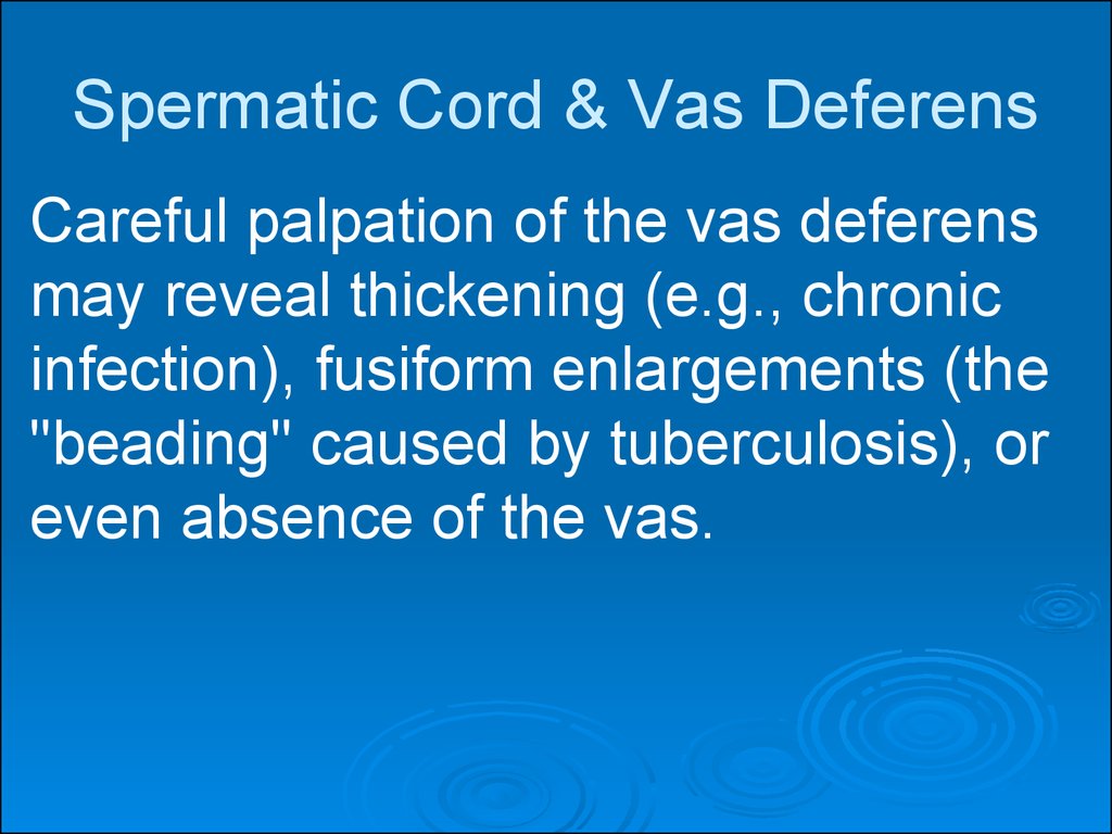 Spermatic Cord & Vas Deferens