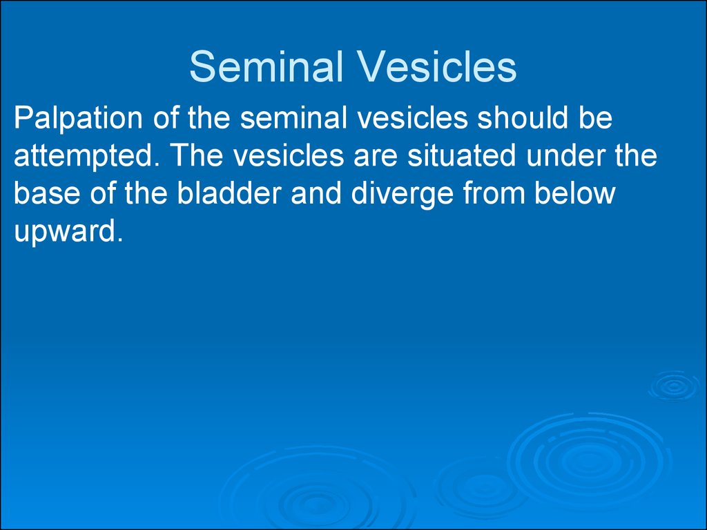 Seminal Vesicles