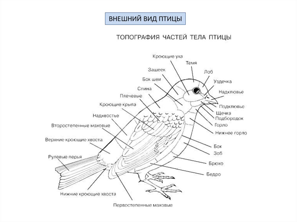 Схематический рисунок вскрытого голубя