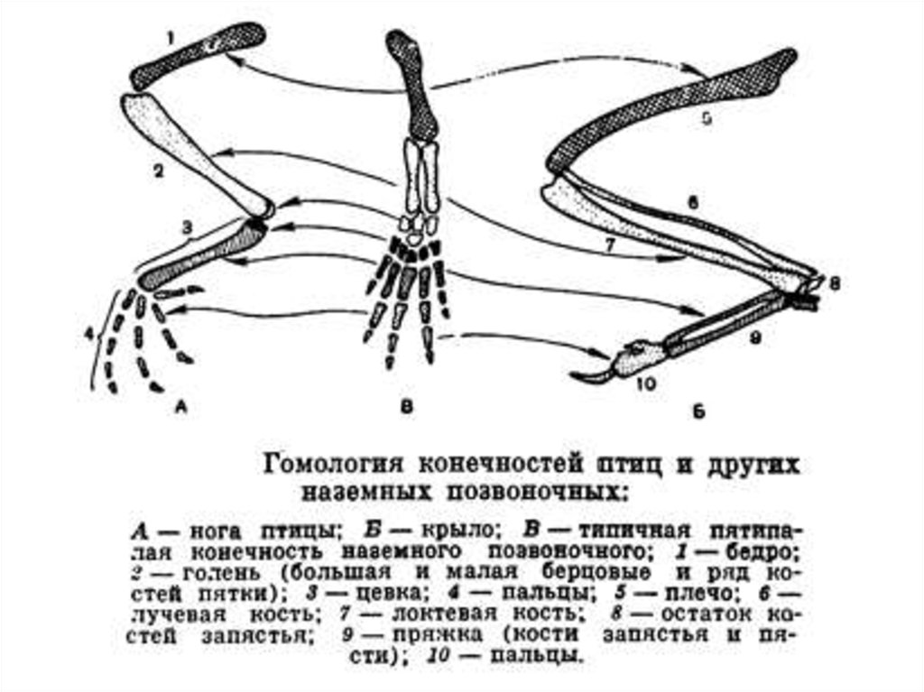 Скелет передней конечности птиц состоит из. Скелет передней конечности наземных позвоночных. Скелет задних конечностей наземных позвоночных. Схема строения конечностей наземного позвоночного. Гомология передних конечностей наземных позвоночных.