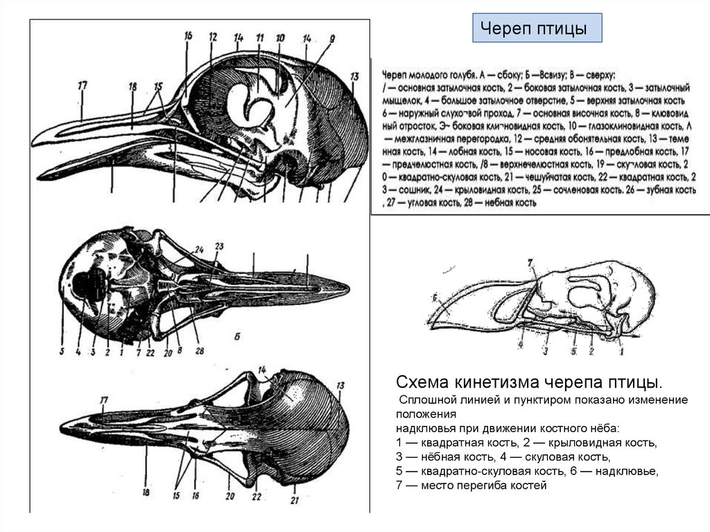 Форма черепа птицы лабораторная