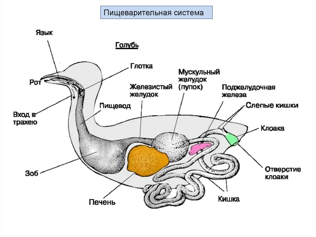 Какие особенности пищеварительной системы птиц. Пищеварительная система птицы голубь. Схема пищеварительной системы голубя. Схема строения органов пищеварения птицы. Пищеварительная система птиц кратко таблица.