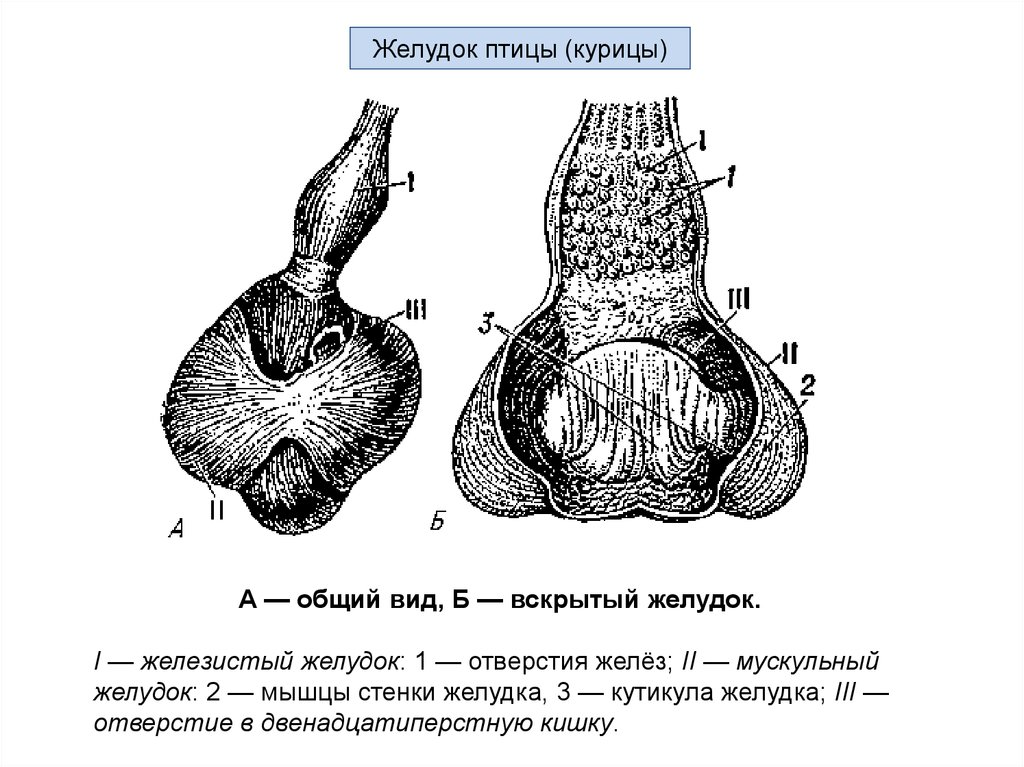 Мускульный отдел желудка образовался у птиц. Желудок курицы строение. Мускульный желудок у птиц. Железистый и мускульный желудок у птиц. Железистый желудок у птиц.