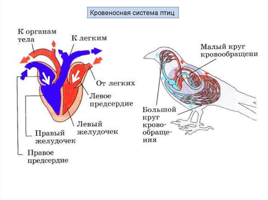 Выберите характеристики и изображение кровеносной системы птиц. Кровеносная система птиц схема. Строение кровеносной системы голубя. Строение кровеносной системы птиц. Кровеносная система птиц схема сердце.