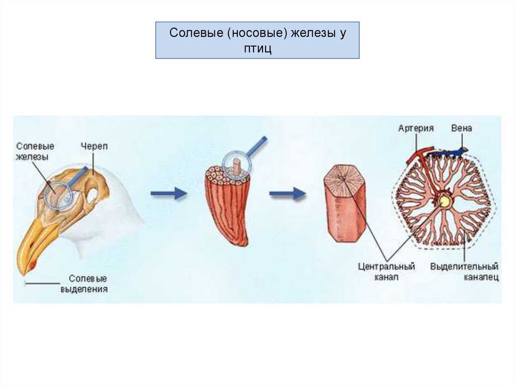 Соляные железы. Солевые железы. Солевые железы птиц. Носовая железа у птиц.