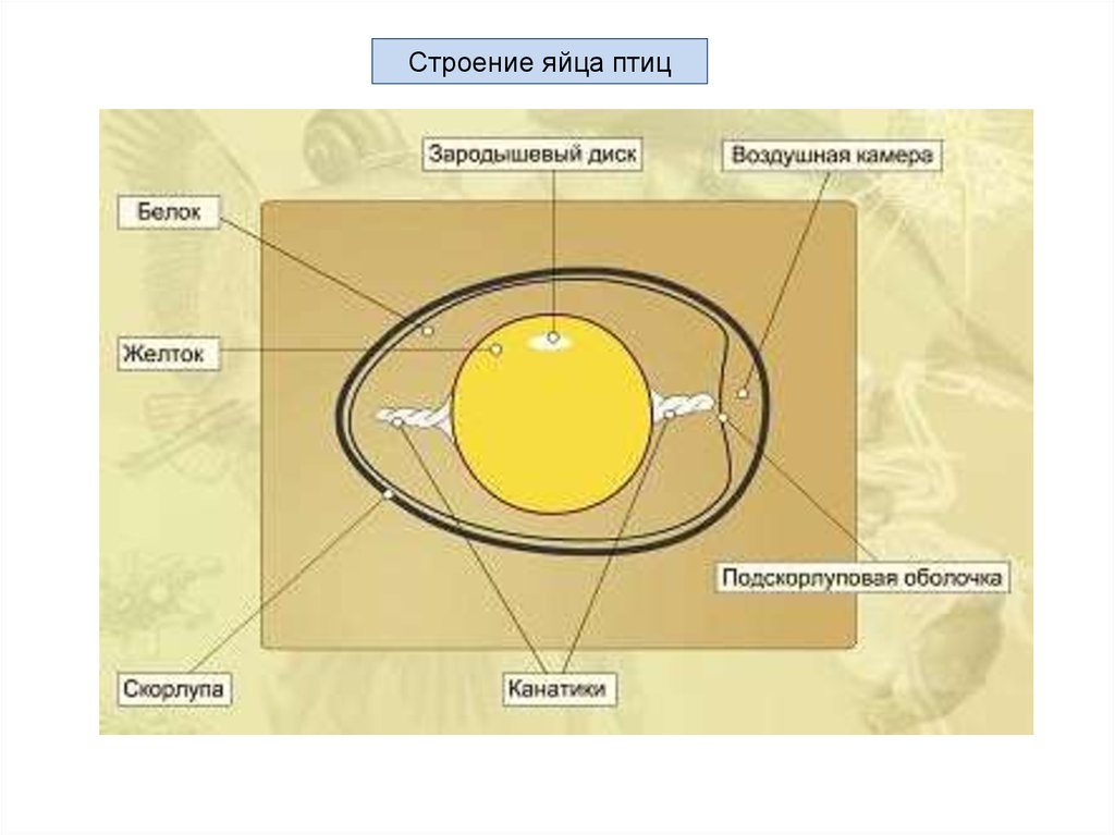 Рисунок яйца птицы. Строение яйца ЕГЭ биология. Строение яйца птицы ЕГЭ. Строение белка куриного яйца. Яйца белок желток химический состав.