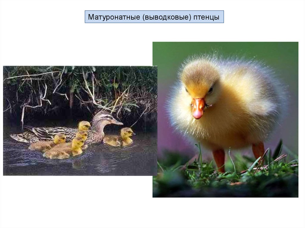 Определите тип развития птенцов. Выводковые птенцы. Птенцы выводковые и гнездовые. Выводковые и гнездовые птицы. Птенцы выводковые и птенцовые.