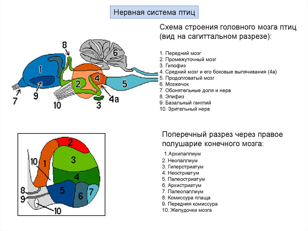 Отделы входящие в состав головного мозга птиц