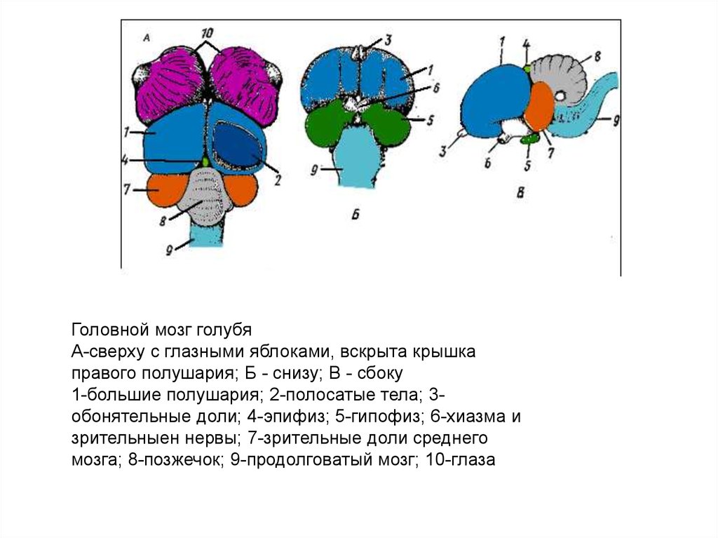 Продолговатый мозг у птиц. Головной мозг голубя сверху снизу. Головной мозг голубя вид сверху снизу и сбоку. Головной мозг голубя схема. Головной мозг птицы эпифиз.