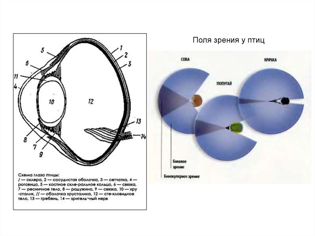 Поль зрение. Строение глаза птицы. Строение глаза хищной птицы. Зрение птиц строение глаза. Строение птичьего глаза.