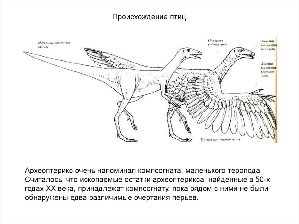 Используя рисунок 183 назовите особенности строения археоптерикса