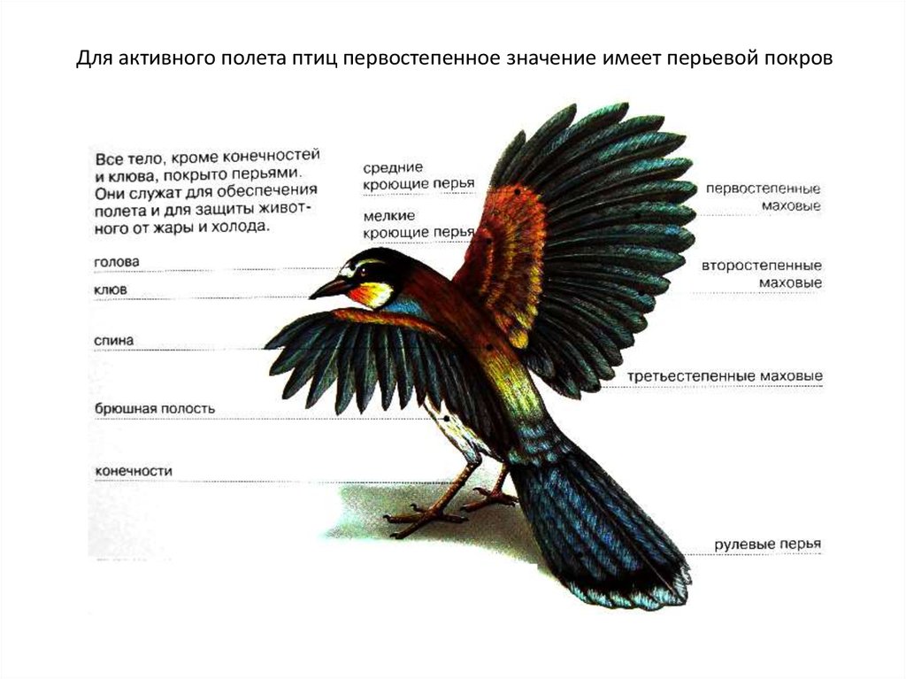 Значение перьевого покрова у птиц. Перьевой Покров птиц. Покровы птиц строение. Перо полёта птицы. Перьевой Покров птиц схема.