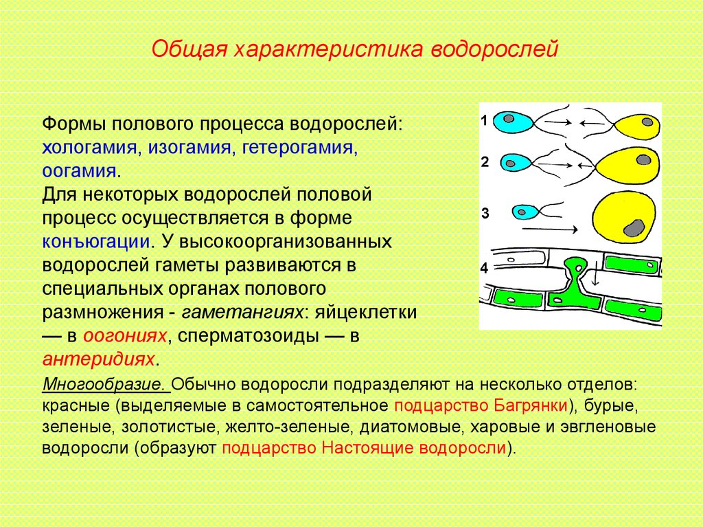 Дайте характеристику водорослям