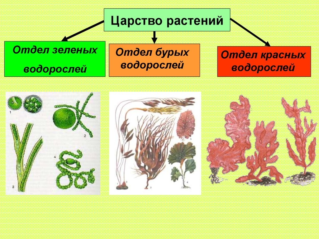 Классификация водорослей схема