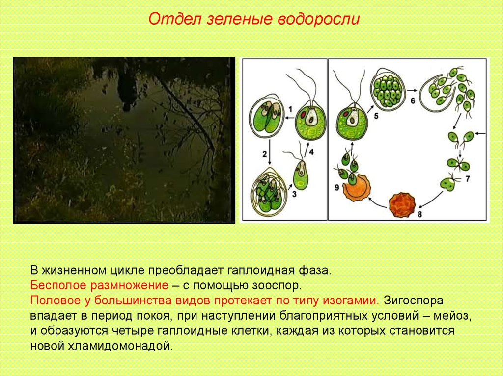 Особенности жизнедеятельности водорослей. Общая характеристика водорослей. Основные отделы водорослей. Характеристика отделов водорослей. Характеристика отдела зеленые водоросли.