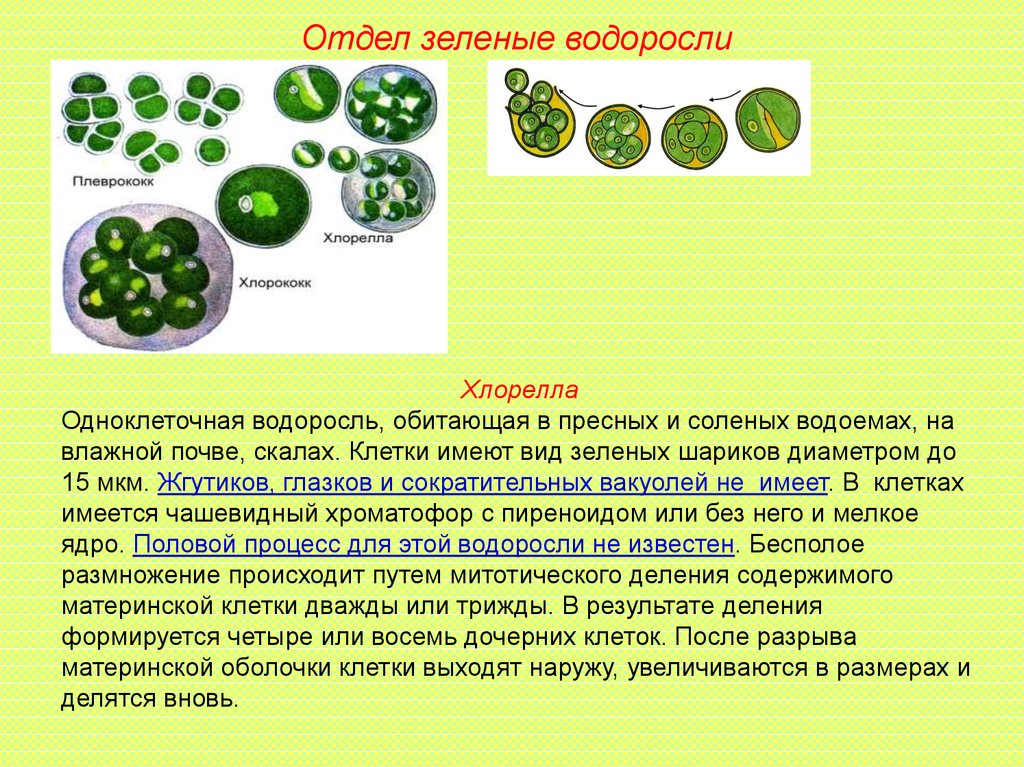 Появление одноклеточных водорослей. Одноклеточная водоросль хлорелла. Зеленые водоросли хлорелла. Одноклеточные водоросли хлорококк. Хлорелла плеврококк.