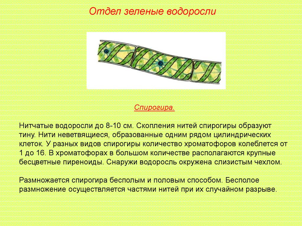 Спирогира является. Отдел зеленые водоросли спирогира. Спирогира водоросль строение. Вегетативное размножение спирогиры. Спирогира 5 класс биология.
