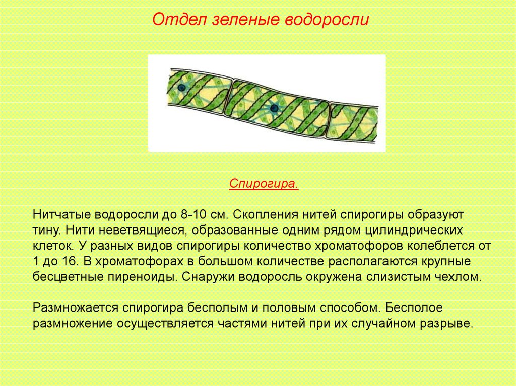 Спирогира представитель