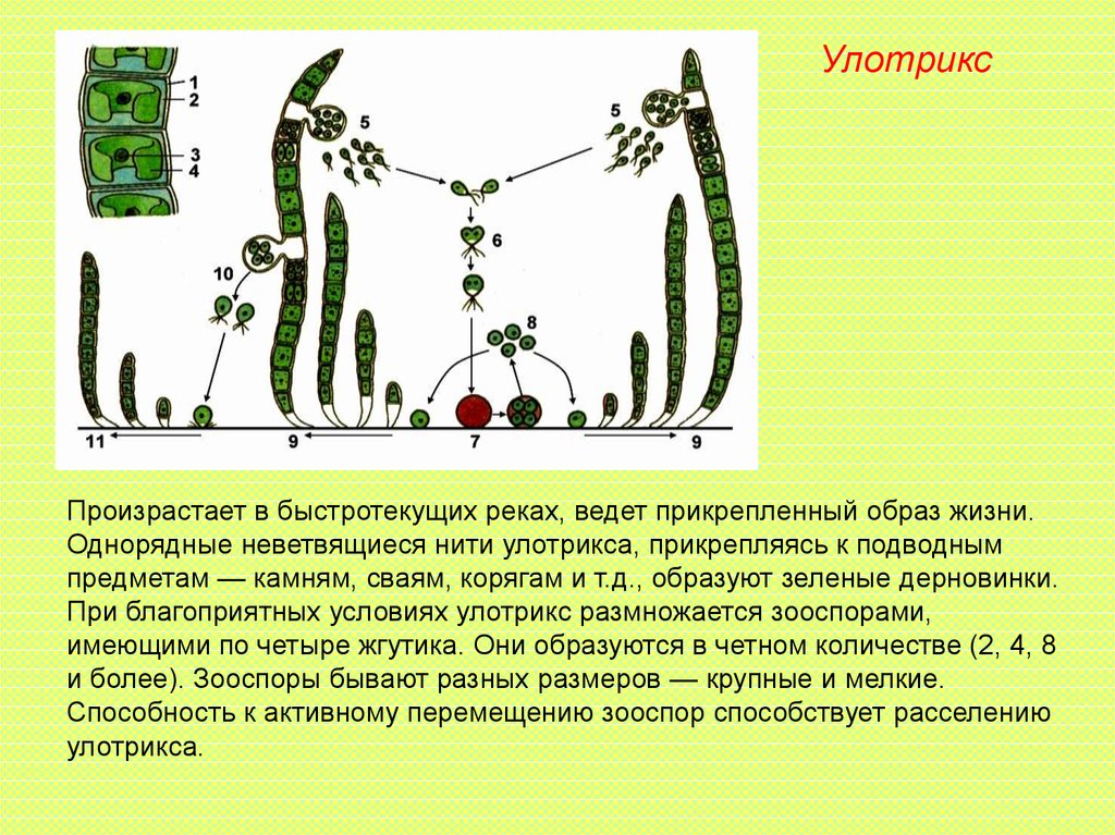 Улотрикс относится к водорослям. Многоклеточные зеленые водоросли улотрикс. Клетки нити улотрикса. Улотрикс пиреноид. Образ жизни улотрикса.