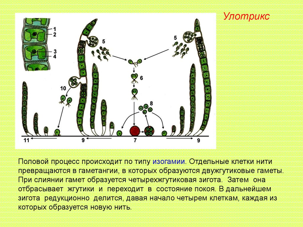 Размножение улотрикса рисунок