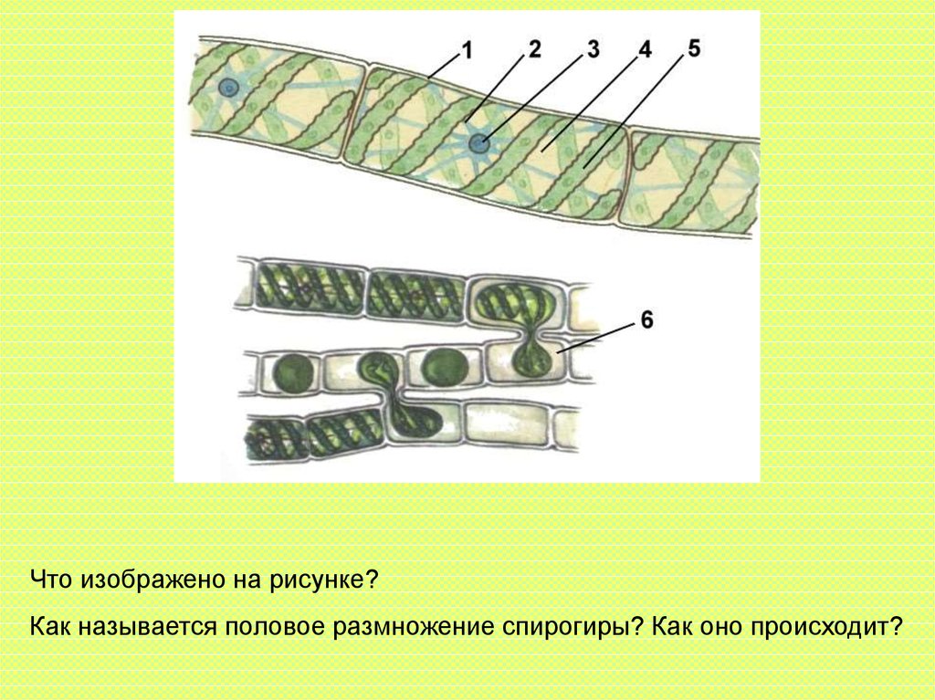 Спирогира развитие