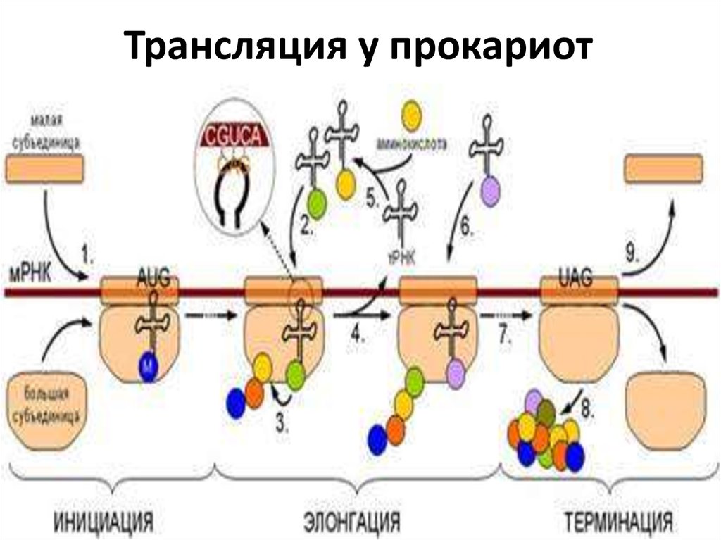 Процесс трансляции этапы трансляции. Этапы трансляции биосинтеза белка инициация. Этапы биосинтеза белка инициация элонгация. Стадии трансляции биохимия схема. Стадиях инициации и элонгации трансляции.