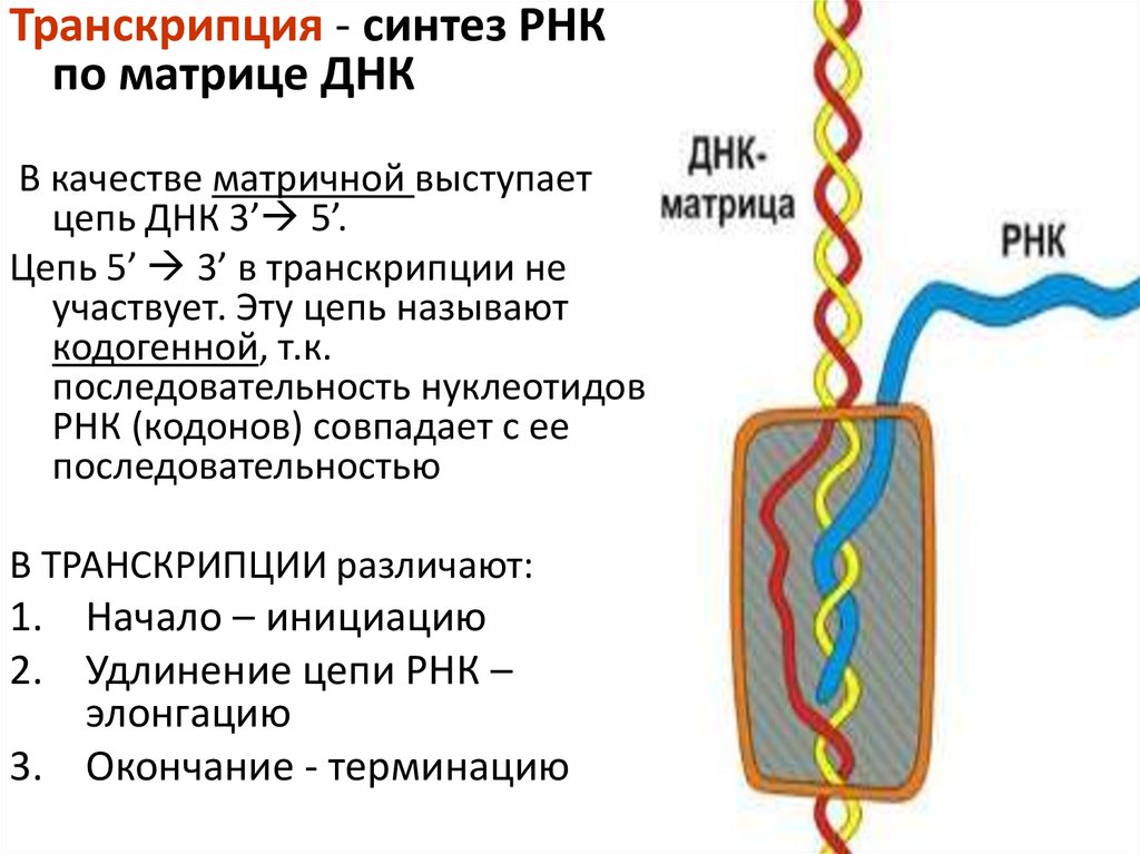 Матричная цепь рнк. Синтез РНК транскрипция. Транскрипция Синтез РНК на матрице ДНК. Транскрипция это Синтез ИРНК. Синтез матричной РНК.