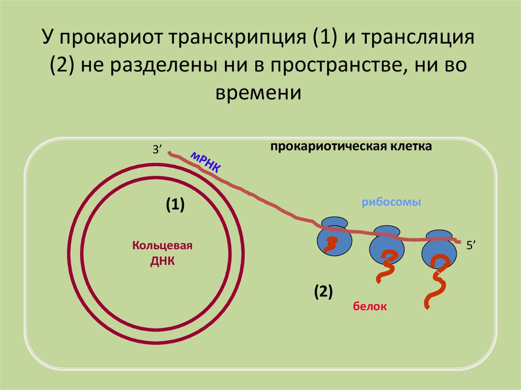 Биосинтез прокариот. Схема процесса транскрипции прокариот. Схема транскрипции и трансляции прокариот. Различия в транскрипции и трансляции прокариот и эукариот. Транскрипция прокариот эукариот схема.