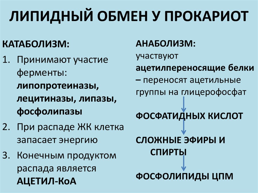 Липидный обмен. Этапы метаболизма анаболизм и катаболизм. Организация метаболизма у прокариот. Липидный метаболизм.