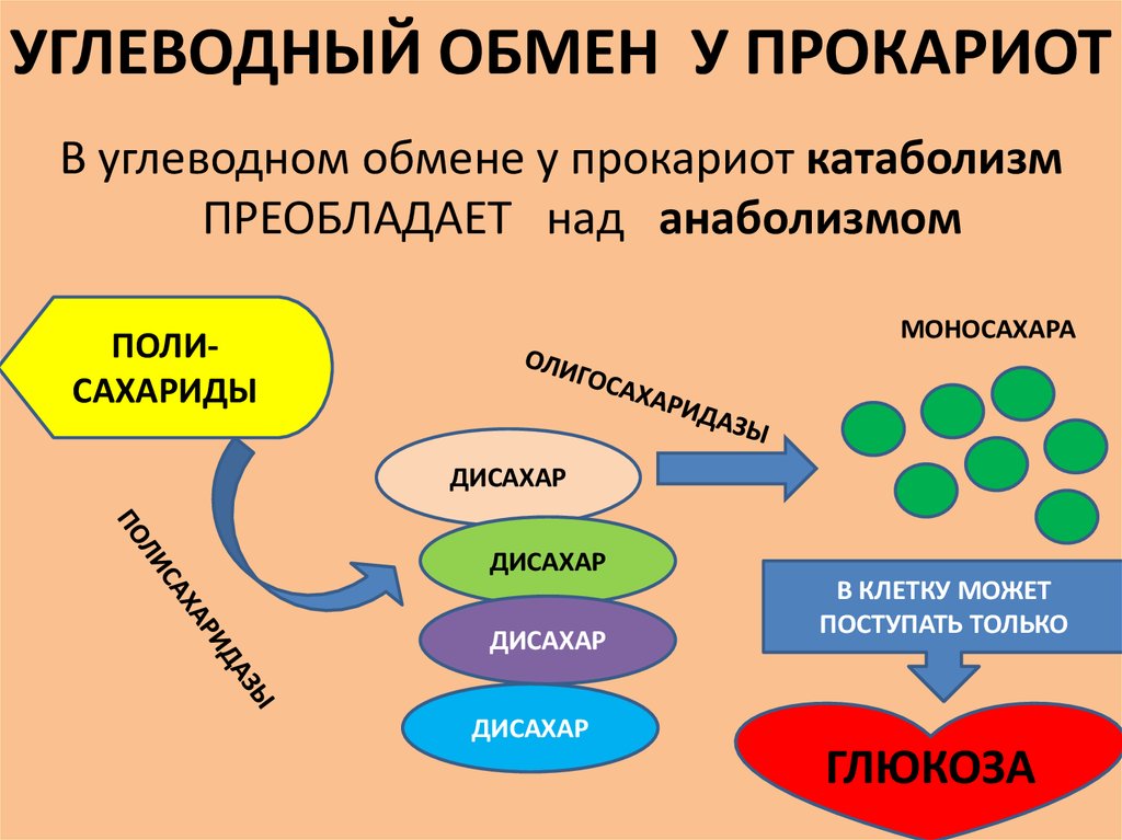 Углеводный обмен. Метаболизм углеводов. Метаболизм прокариот. Углеводный обмен веществ.