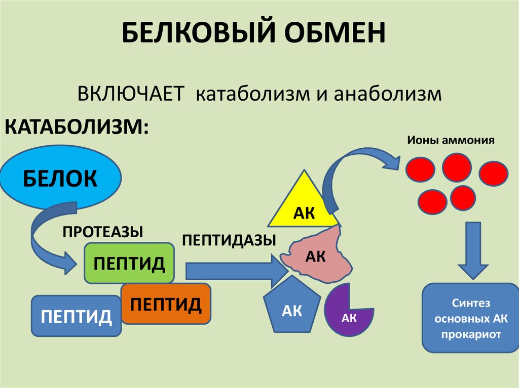 Нарушение белкового обмена