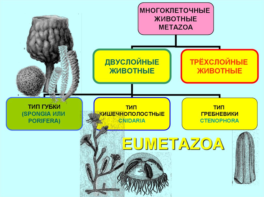 Подцарство многоклеточные схема