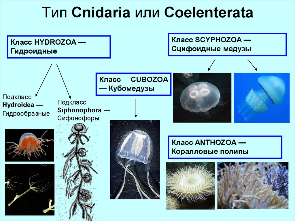 Группы организмов кишечнополостные. Гидроидные (Hydrozoa). Кишечнополостные Сцифоидные медузы. Кишечнополостные полипы и медузы. Тип Кишечнополостные класс Сцифоидные 7 класс.