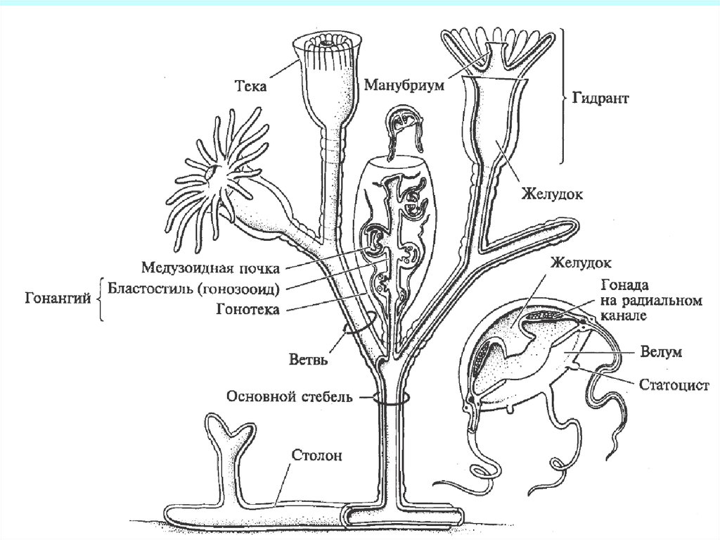 Гидроидные полипы строение. Колониальный гидроидный полип строение. Строение морского колониального гидроидного полипа. Строение медузы обелии.