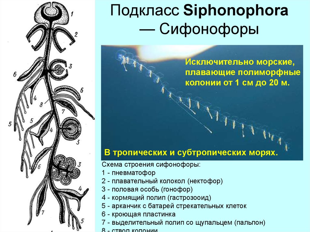 Стрекательные клетки щупалец. Сифонофоры строение колонии. Схема строения сифонофоры. Подкласс сифонофоры строение.