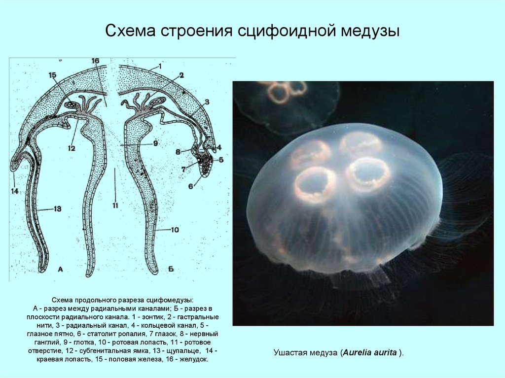 У медузы есть мозги. Схема строения сцифоидной медузы.