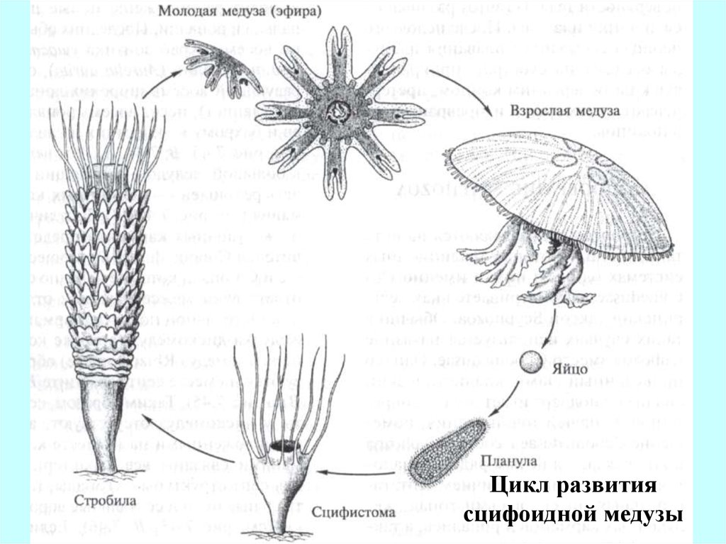 Цикл развития медузы рисунок с подписями