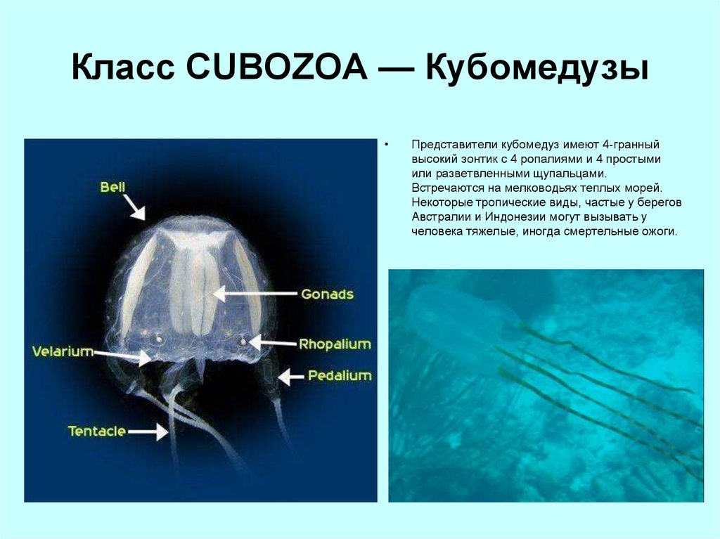 Что у медузы отвечает за защиту