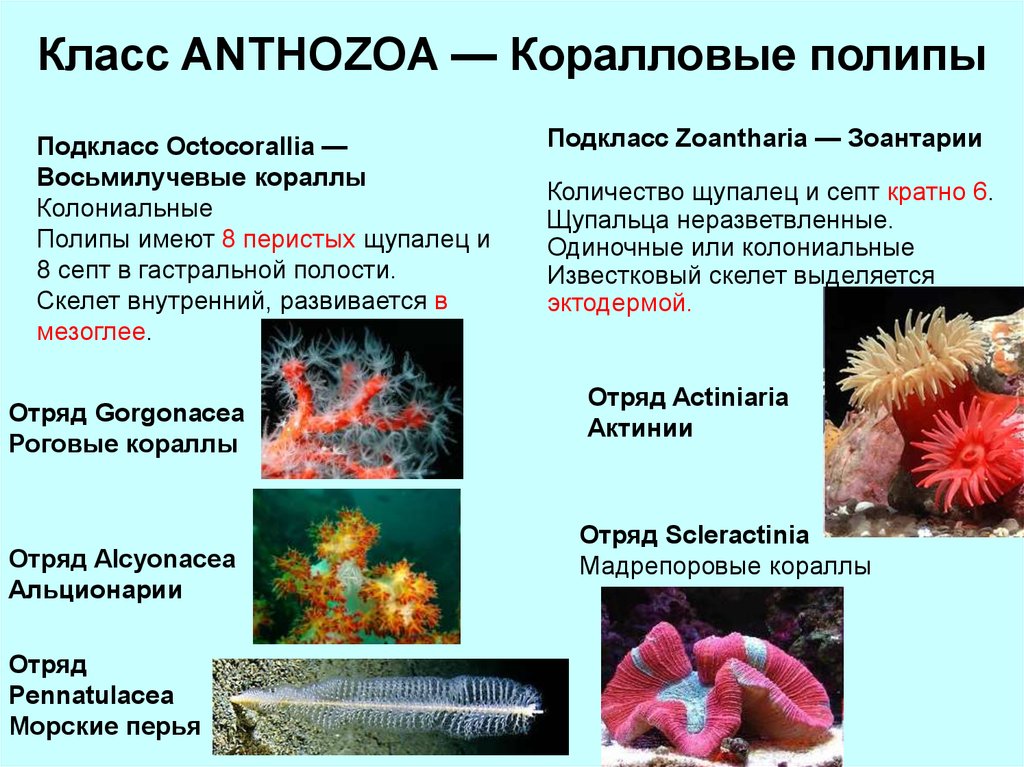 Сравнительная характеристика шести и восьмилучевых кораллов. Восьмилучевые коралловые полипы. Класс коралловые полипы (Anthozoa). Коралловые полипы альционарии. Представители коралловых полипов кишечнополостных.