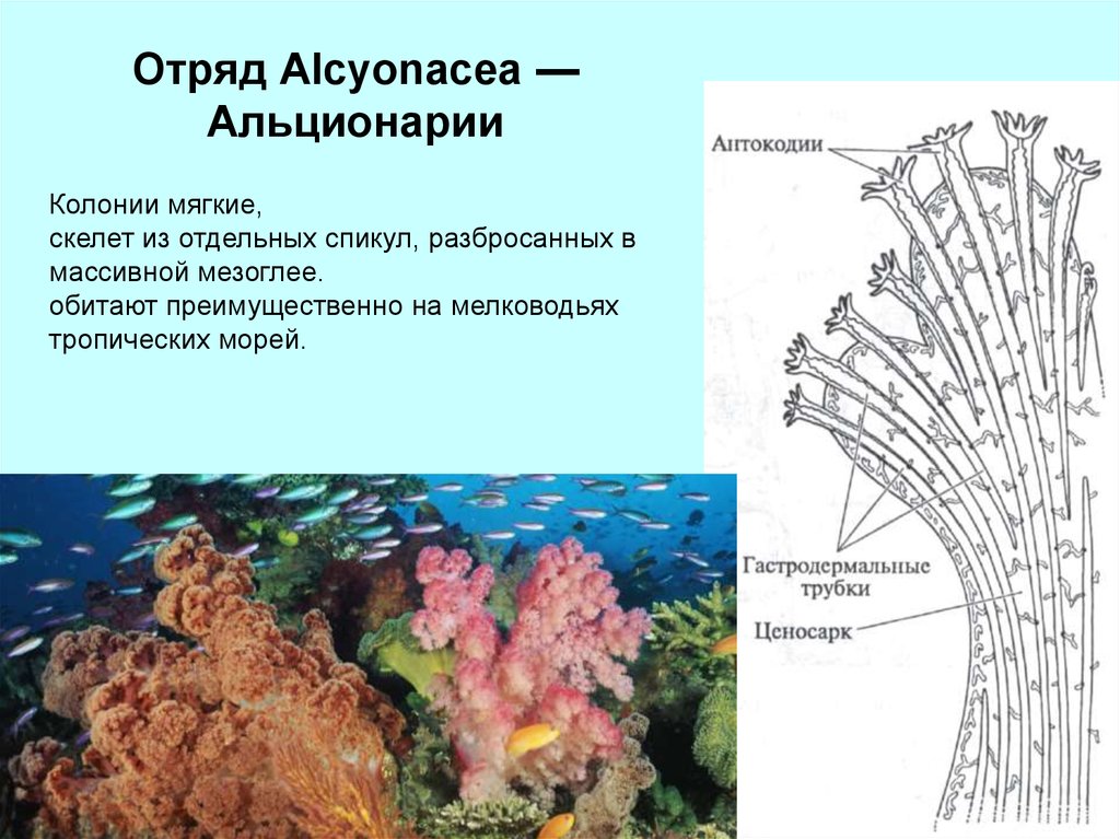 Полип альциониум рисунок