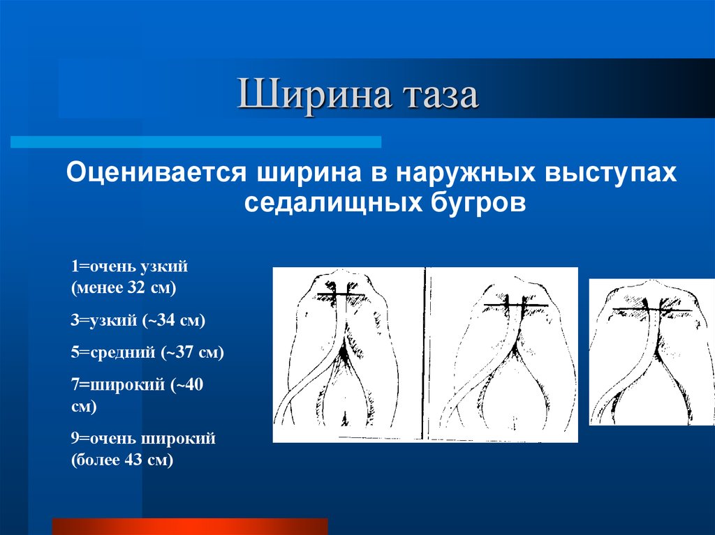 Конституция экстерьер и интерьер животных